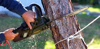 Trusted Brockway, PA Tree Care Experts