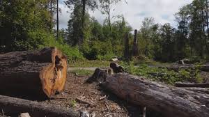 Best Seasonal Cleanup (Spring/Fall)  in Brockway, PA