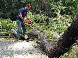 How Our Tree Care Process Works  in  Brockway, PA