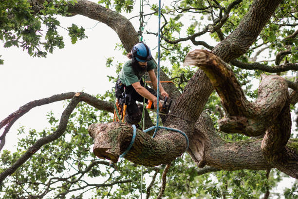 Best Tree Planting  in Brockway, PA
