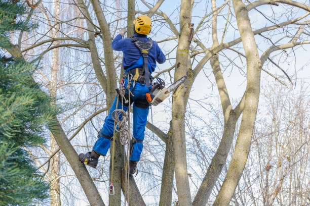 Best Leaf Removal  in Brockway, PA