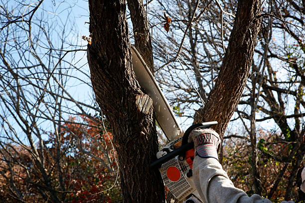 Best Tree Health Inspection  in Brockway, PA