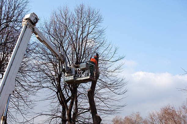 Best Utility Line Clearance  in Brockway, PA